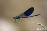 Banded Demoiselle (Calopteryx splendens cretensis)