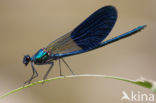 Banded Demoiselle (Calopteryx splendens cretensis)