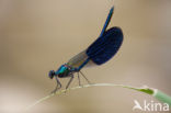 Banded Demoiselle (Calopteryx splendens cretensis)