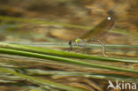 Weidebeekjuffer (Calopteryx splendens cretensis)