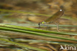 Banded Demoiselle (Calopteryx splendens cretensis)