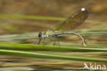 Banded Demoiselle (Calopteryx splendens cretensis)