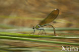 Banded Demoiselle (Calopteryx splendens cretensis)