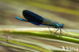 Banded Demoiselle (Calopteryx splendens cretensis)