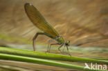 Banded Demoiselle (Calopteryx splendens cretensis)