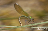 Banded Demoiselle (Calopteryx splendens cretensis)