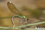 Banded Demoiselle (Calopteryx splendens cretensis)