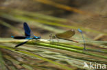 Banded Demoiselle (Calopteryx splendens cretensis)