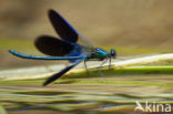 Banded Demoiselle (Calopteryx splendens cretensis)