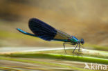 Weidebeekjuffer (Calopteryx splendens cretensis)