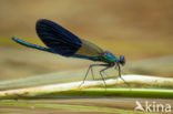 Banded Demoiselle (Calopteryx splendens cretensis)