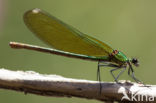 Weidebeekjuffer (Calopteryx splendens cretensis)