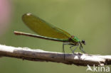 Banded Demoiselle (Calopteryx splendens cretensis)