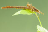 Weidebeekjuffer (Calopteryx splendens cretensis)