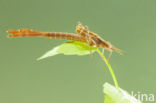 Weidebeekjuffer (Calopteryx splendens cretensis)