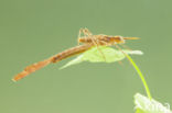 Weidebeekjuffer (Calopteryx splendens cretensis)