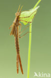 Banded Demoiselle (Calopteryx splendens cretensis)