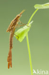 Banded Demoiselle (Calopteryx splendens cretensis)