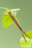 Weidebeekjuffer (Calopteryx splendens cretensis)