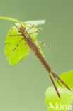 Banded Demoiselle (Calopteryx splendens cretensis)