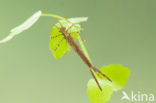 Banded Demoiselle (Calopteryx splendens cretensis)