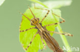 Banded Demoiselle (Calopteryx splendens cretensis)