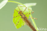 Weidebeekjuffer (Calopteryx splendens cretensis)