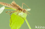 Banded Demoiselle (Calopteryx splendens cretensis)