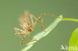 Weidebeekjuffer (Calopteryx splendens cretensis)