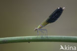 Banded Demoiselle (Calopteryx splendens faivrei)