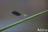 Banded Demoiselle (Calopteryx splendens faivrei)