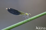 Weidebeekjuffer (Calopteryx splendens faivrei)