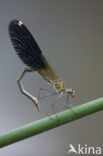 Banded Demoiselle (Calopteryx splendens faivrei)