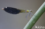 Banded Demoiselle (Calopteryx splendens faivrei)