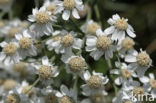 Wilde bertram (Achillea ptarmica)