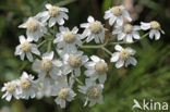 Sneezewort (Achillea ptarmica)