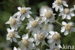 Wilde bertram (Achillea ptarmica)