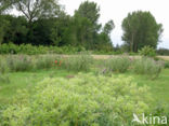 Wilde kruisdistel (Eryngium campestre)