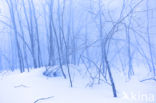 Willow (Salix)
