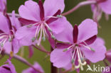 Wilgeroosje (Chamerion angustifolium)