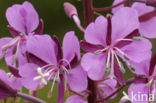 Rosebay Willowherb (Chamerion angustifolium)