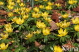 Winter Aconite (Eranthis hyemalis)