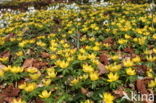 Winter Aconite (Eranthis hyemalis)