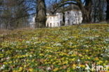 Winter Aconite (Eranthis hyemalis)