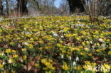 Winter Aconite (Eranthis hyemalis)