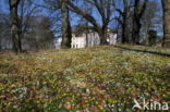 Winter Aconite (Eranthis hyemalis)