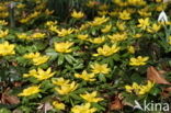 Winter Aconite (Eranthis hyemalis)