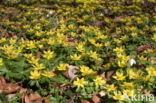 Winter Aconite (Eranthis hyemalis)