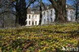 Winter Aconite (Eranthis hyemalis)