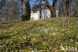 Winter Aconite (Eranthis hyemalis)